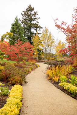 Golden autumn garden path winding through crimson and yellow foliage